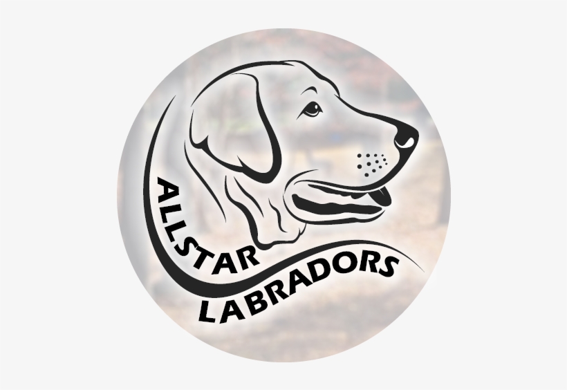 Allstar Labradors Logo - Kennel, transparent png download