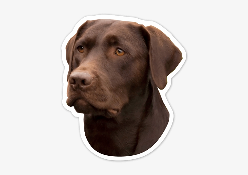 Car & Motorbike Stickers - Labrador Retriever Chocolate, transparent png download