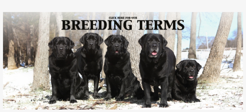 Labrador Retriever, transparent png download