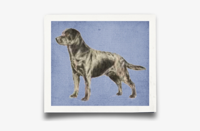 What Is A Labrador - Labrador, transparent png download