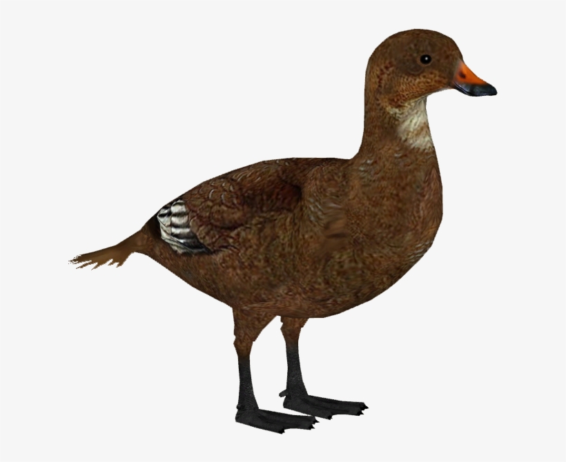 Labrador Duck F - Wiki, transparent png download