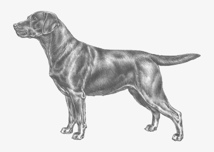Labrador Retriever - Labrador Retriever Standard, transparent png download