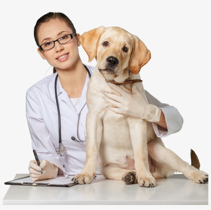 Paw Print Genetics - Healthy K9 Hips Glucosamine For Dogs - With Bonus Flash, transparent png download