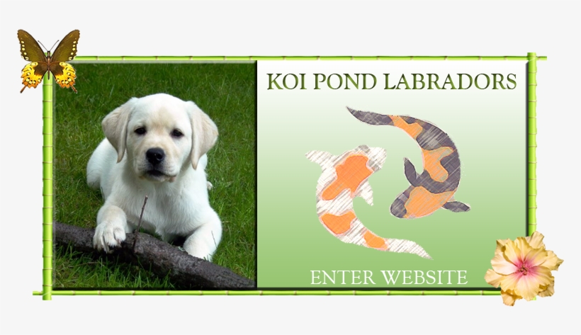 Labrador Retriever, transparent png download