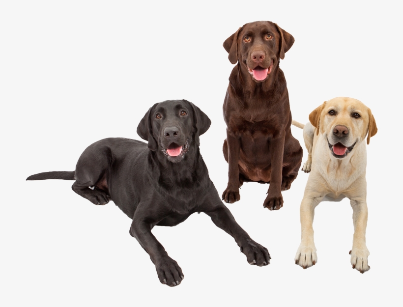 Labrador Retriever Pricing - Introduction To Genetic Analysis 11th Edition, transparent png download