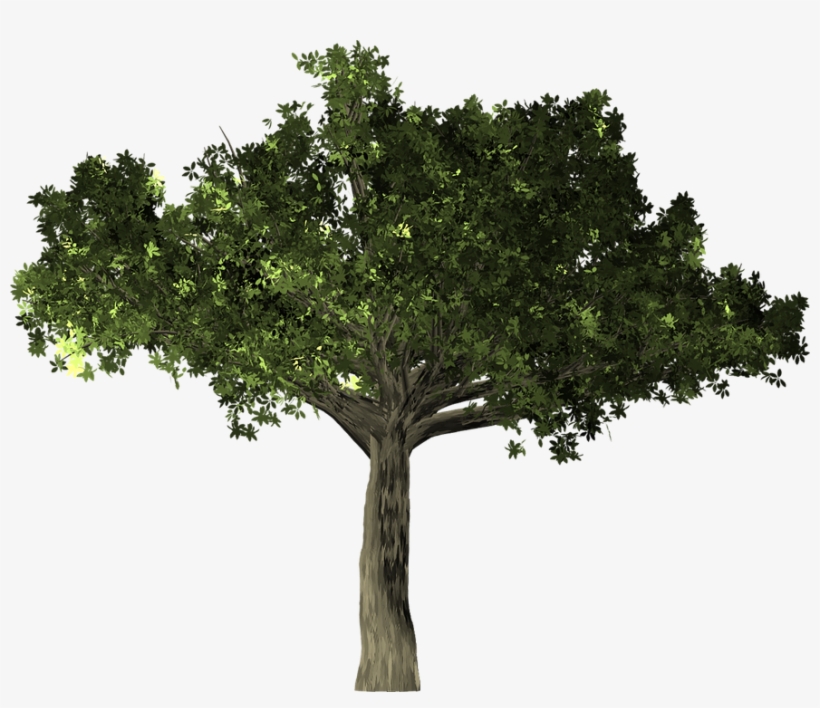 Free Photo Tree Ficus Isolated Microcarpa Banyan - Khwab Mein Anjeer Ka Darakht Dekhna, transparent png download