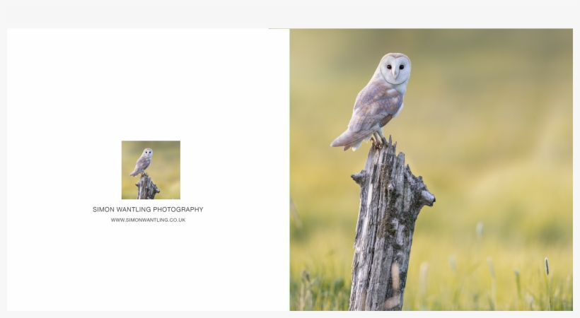 Barn Owl Png, transparent png download