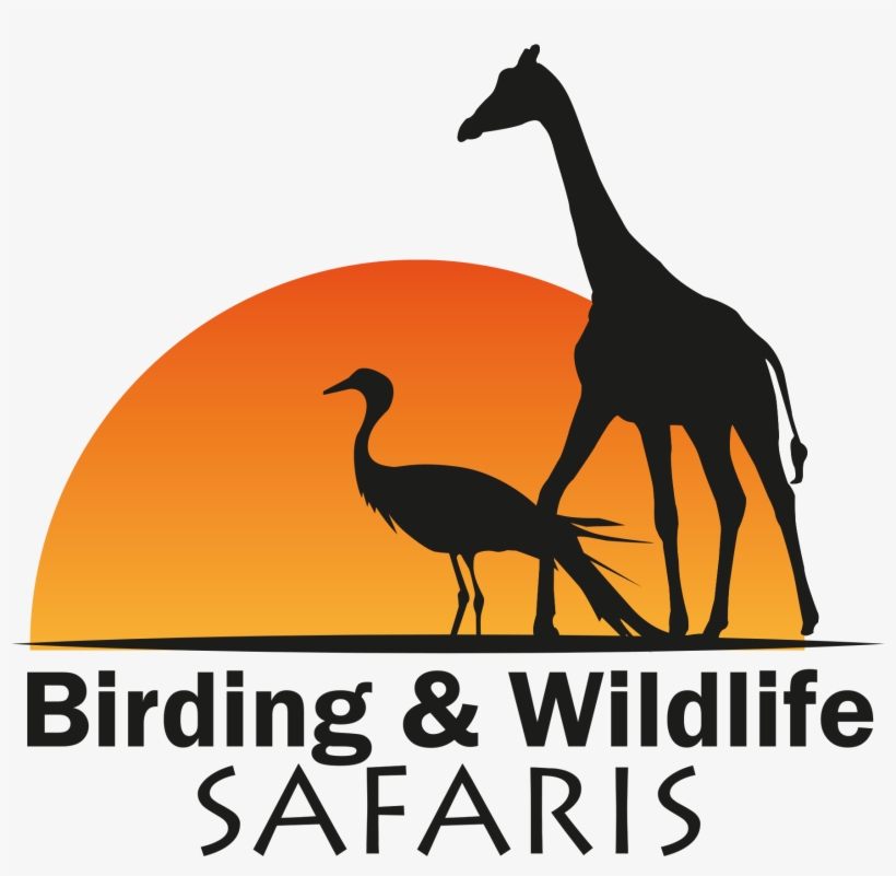 Birding And Wildlife Safaris - Hillshire Brands, transparent png download