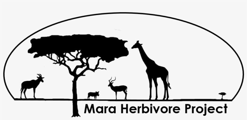 Giraffe, transparent png download