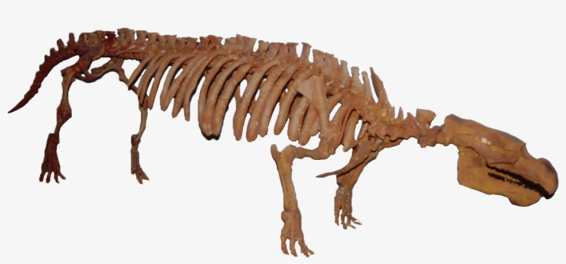 Pezosiren Clean - Sea Cow Fossil, transparent png download