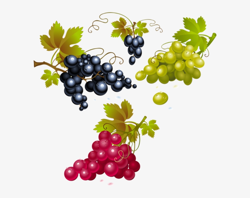 Grapes Png - Grape, transparent png download