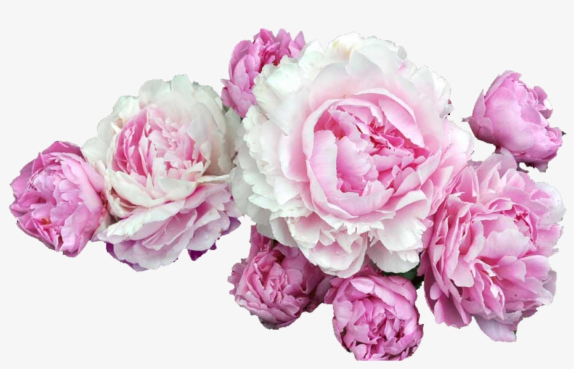 Transparent Tumblr Pesquisa Do Google Transparents/overlays - Transparent Peony Png, transparent png download