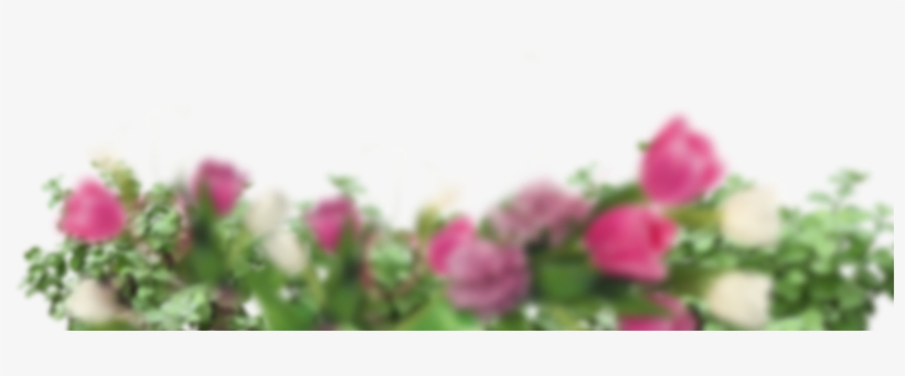 Hybrid Tea Rose, transparent png download