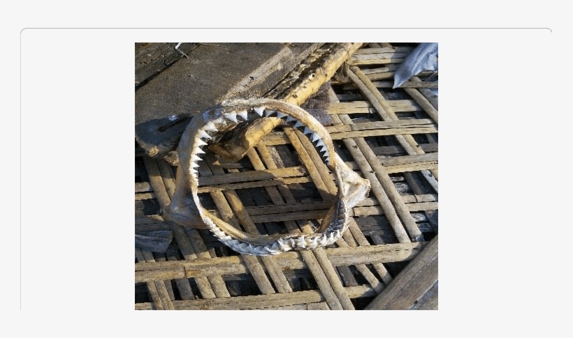 Dried Shark Skull With Teeth - Plywood, transparent png download