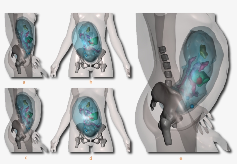 Pregnancy Anatomy Front View, transparent png download