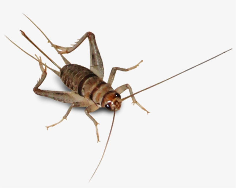 Report Abuse - Cricket Species, transparent png download