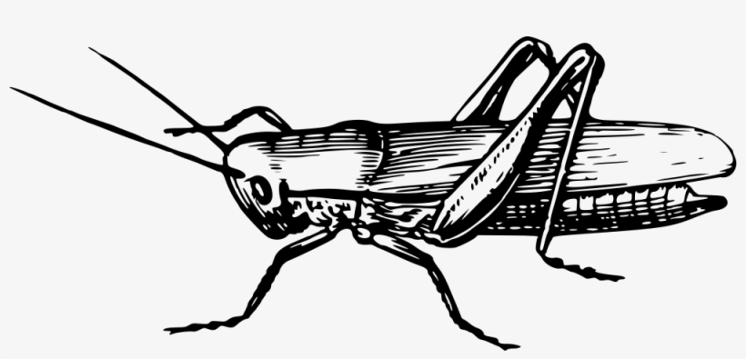Onlinelabels Clip Art - Clip Art Of Grasshopper, transparent png download