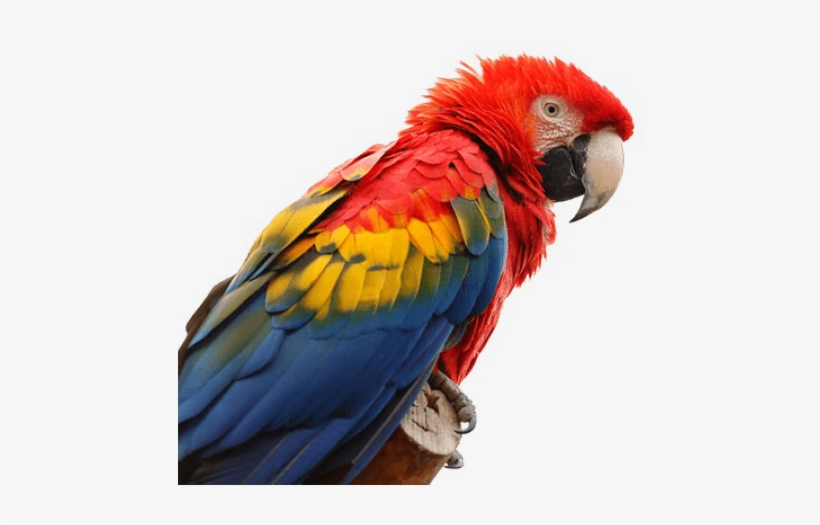 Macaw Png, transparent png download