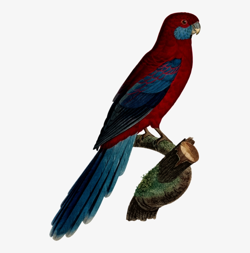 Budgerigar Parrot Crimson Rosella Parakeet Macaw - Rosellas, transparent png download