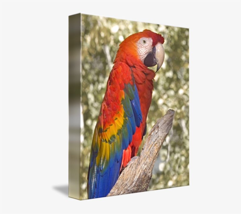 Scarlet By Buffaloworks Photography - Macaw, transparent png download