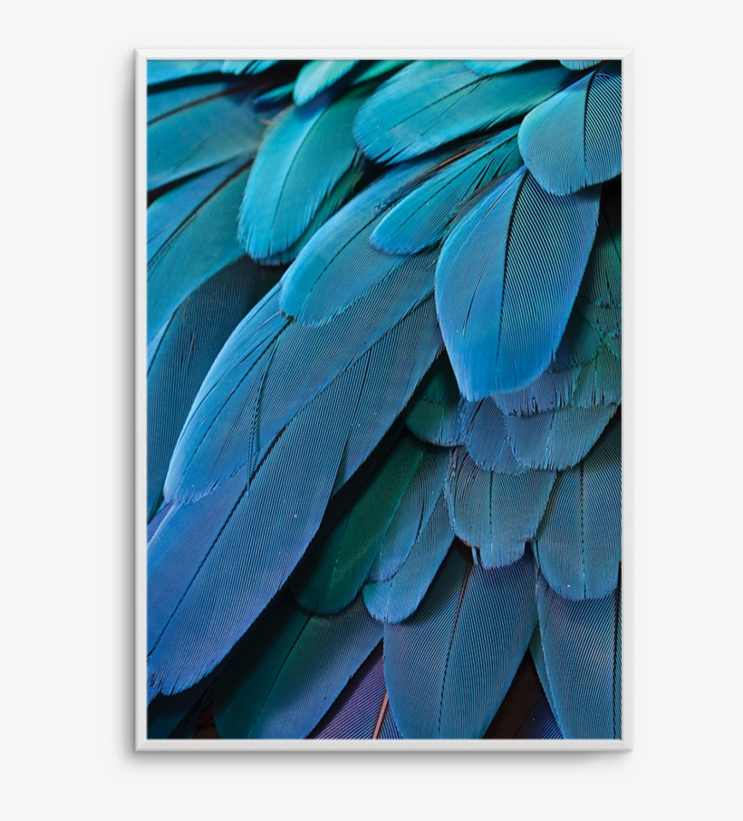 Macaw - Poster, transparent png download