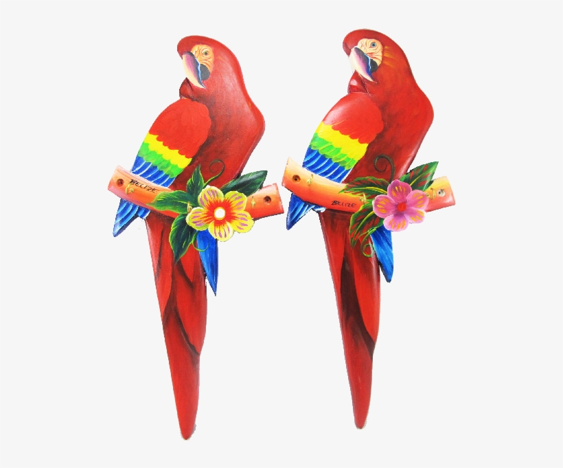 If You Have Any Questions Please Contact Us - Macaw, transparent png download