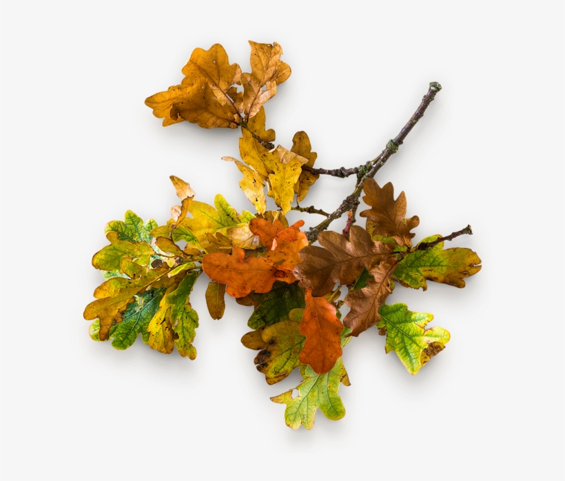 Give Thanks Ur2 - Plane, transparent png download