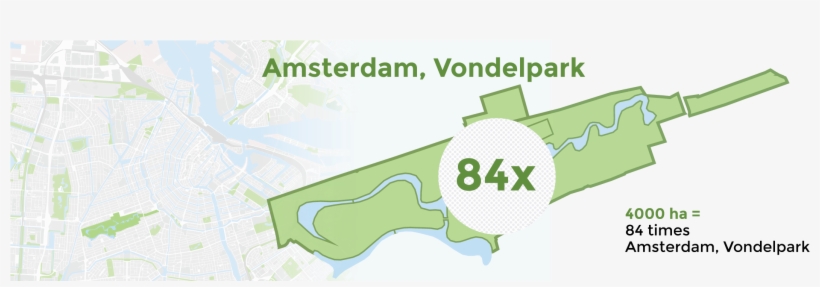 Here Are 250 Trees Per Hectare In A 70 Year Old Forest, - Not Park Here Signs, transparent png download
