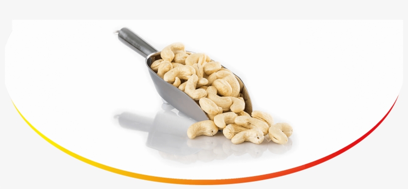 Nut, transparent png download