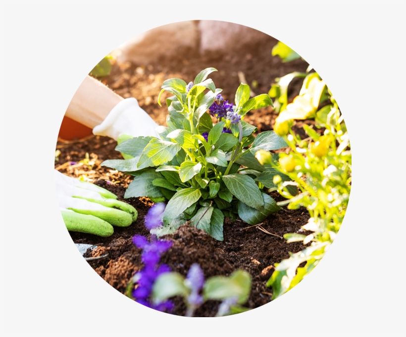 Place The Plant In The Hole And Plant It At Ground - Viola, transparent png download