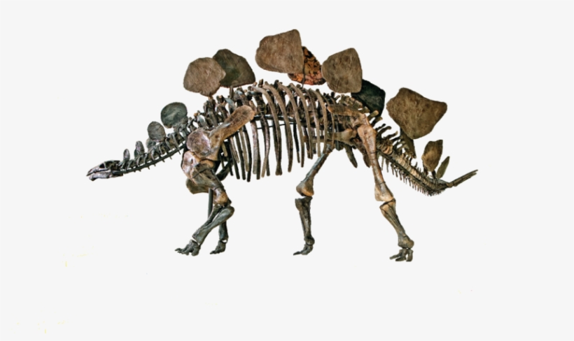 For Teachers Lesson Plans And Activities Natural History - Natural History Museum Png, transparent png download