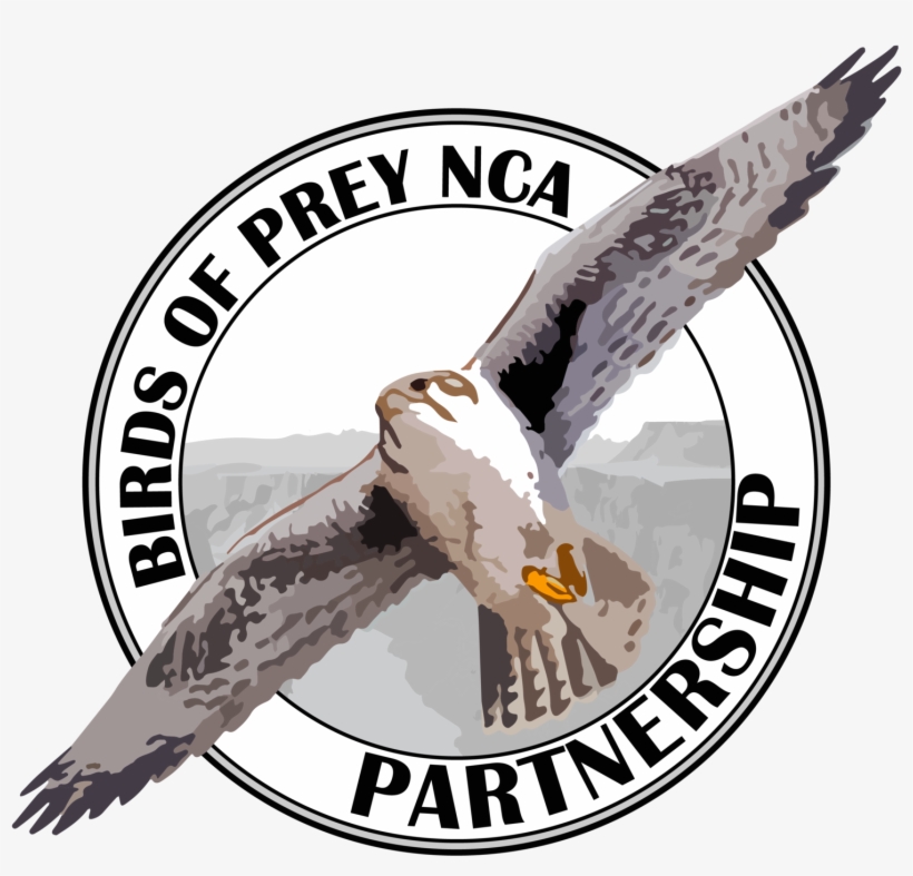 Vector Hawks Raptor Bird - Graphics, transparent png download