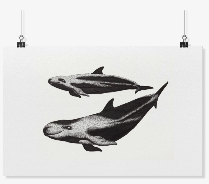 Load Image Into Gallery Viewer, False Killer Whale - Fish, transparent png download