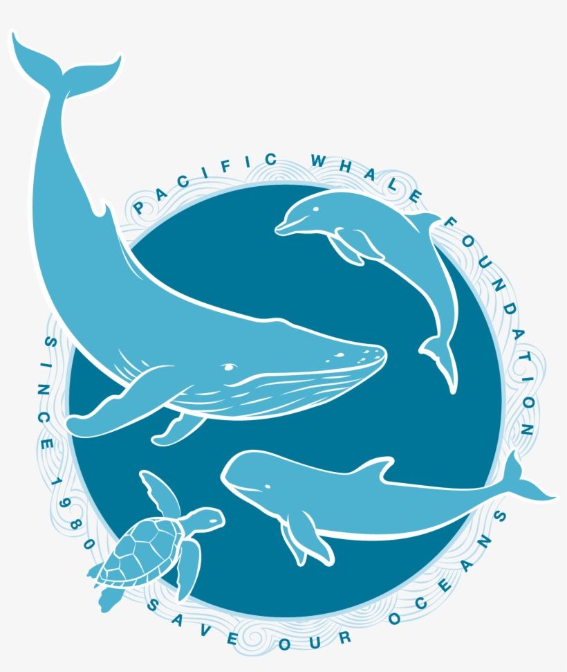 When You Adopt A Whale, Dolphin, Or False Killer Whale, - Logo Chup Chup Gourmet, transparent png download