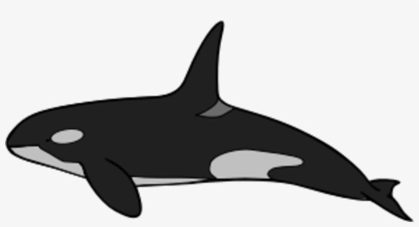 Common Bottlenose Dolphin Killer Whale Tucuxi Rough - Killer Whale, transparent png download