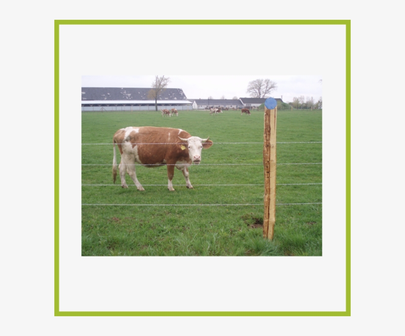 Sum 4 Image - Dairy Cow, transparent png download