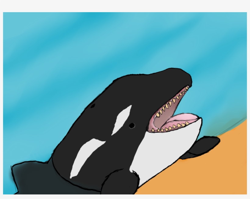 Killer Whale, transparent png download