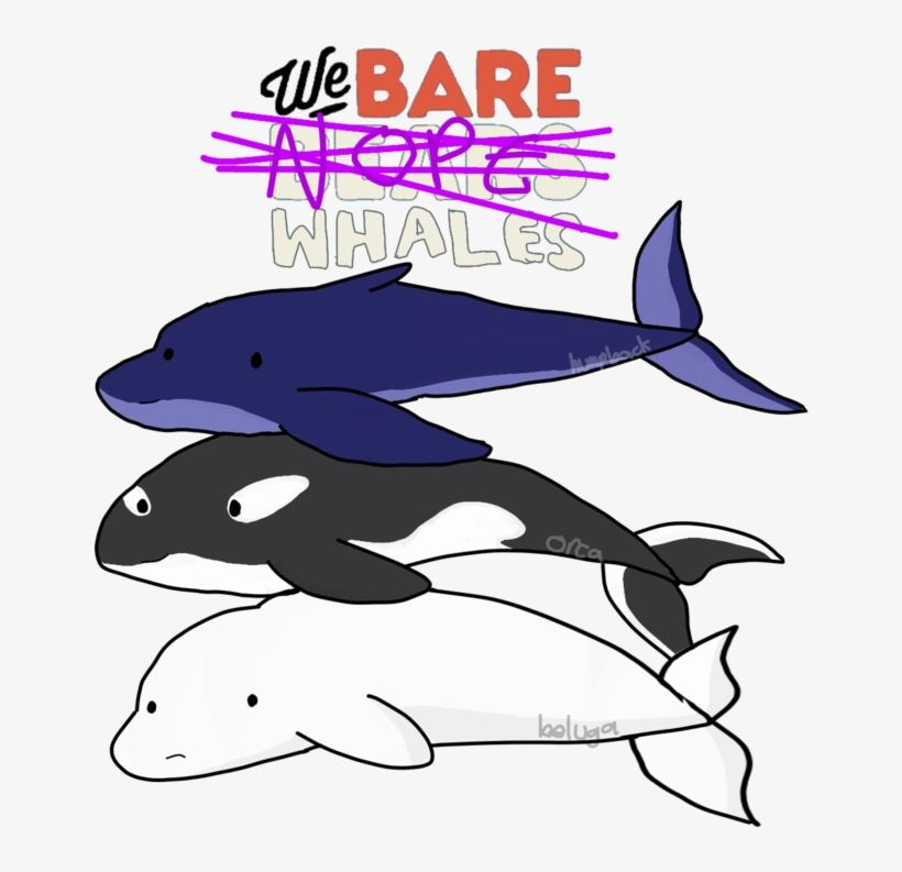 Killer Whale, transparent png download
