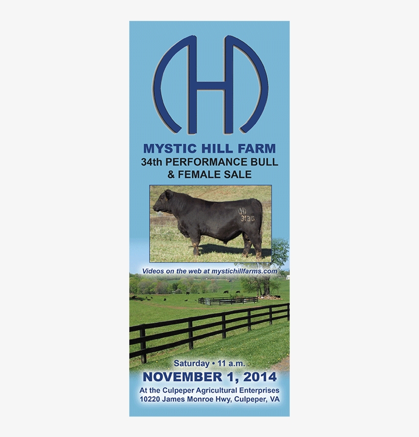 Stallion, transparent png download