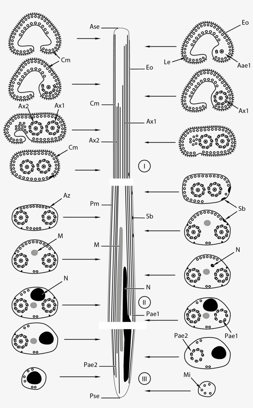 Spermatozoa Of Bucephalidae - Drawing, transparent png download