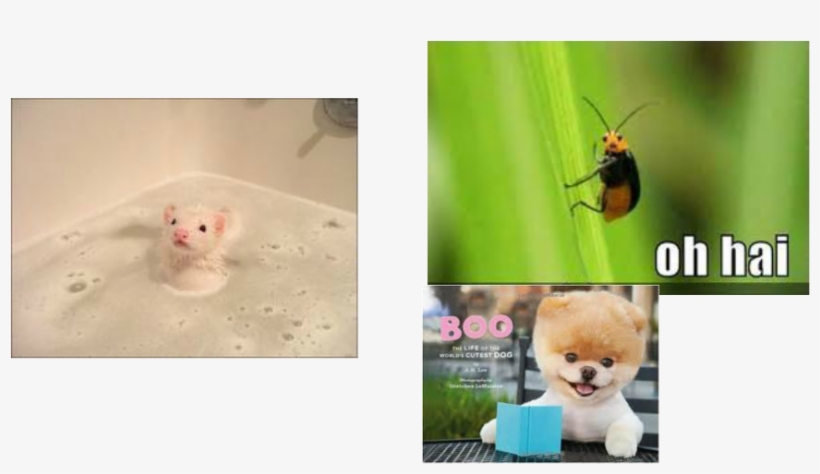 Madagascar Hissing Cockroach, transparent png download