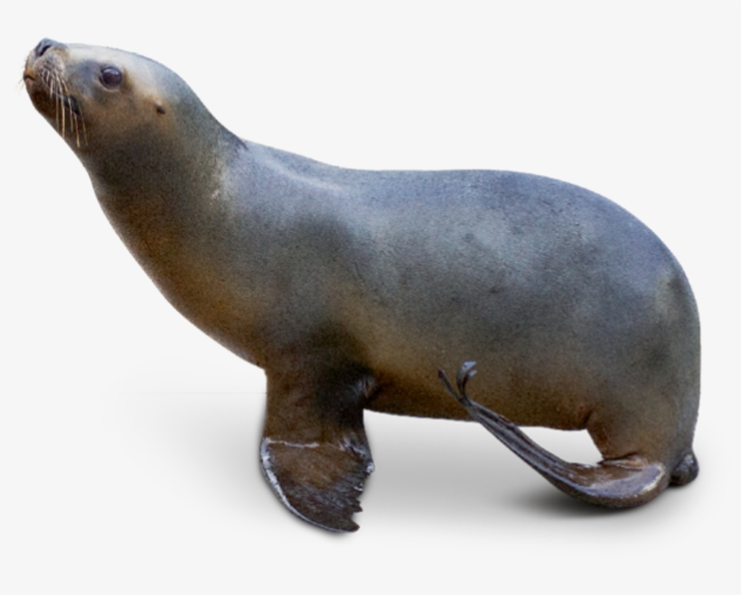 South American Sea Lion - Sea Lion Transparent, transparent png download