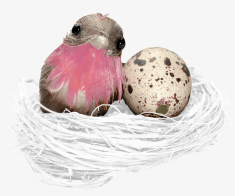 Nest, transparent png download