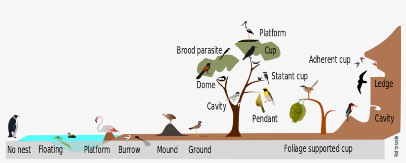 An Overview Of The Diversity In Nest Placement And - Bird Nests Types, transparent png download