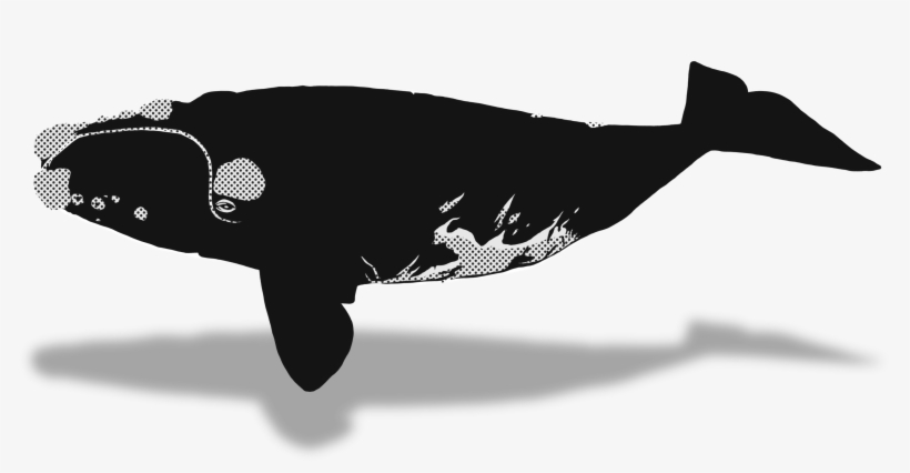 Beluga Whale Clipart Endless Ocean - Ballena Franca Austral Dibujo, transparent png download