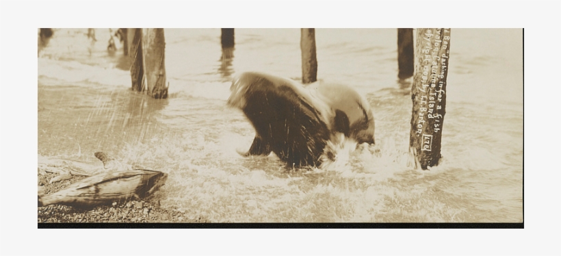 Avalon's Infamous Sea Lion, Old Ben, Leaves Behind - African Elephant, transparent png download