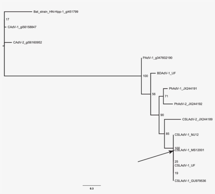 Maximum Likelihood Phylogram Depicting The Relationship - Diagram, transparent png download