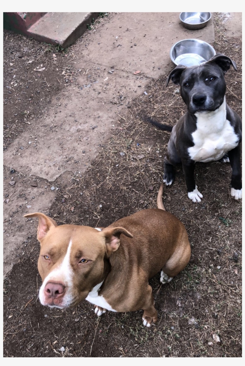 Sightings - American Pit Bull Terrier, transparent png download