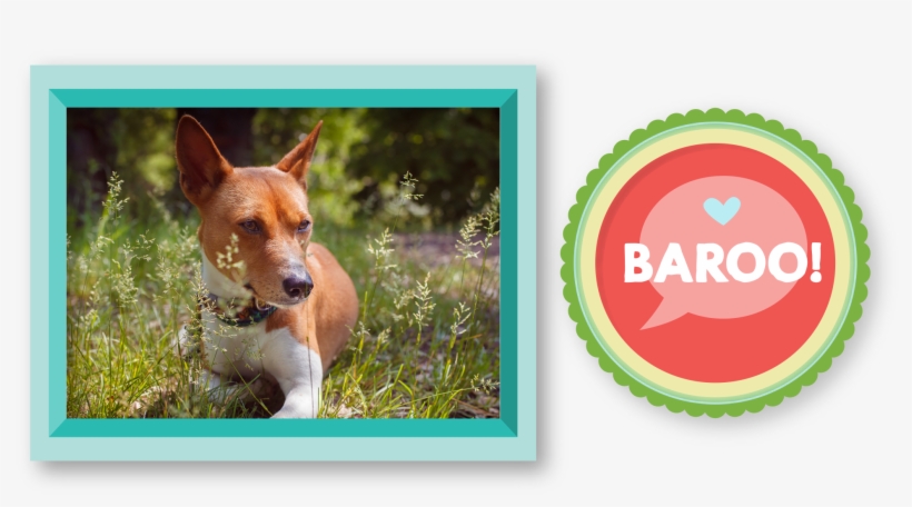 Although Basenjis Tend To Be Quiet, They Still Make - Basenji, transparent png download
