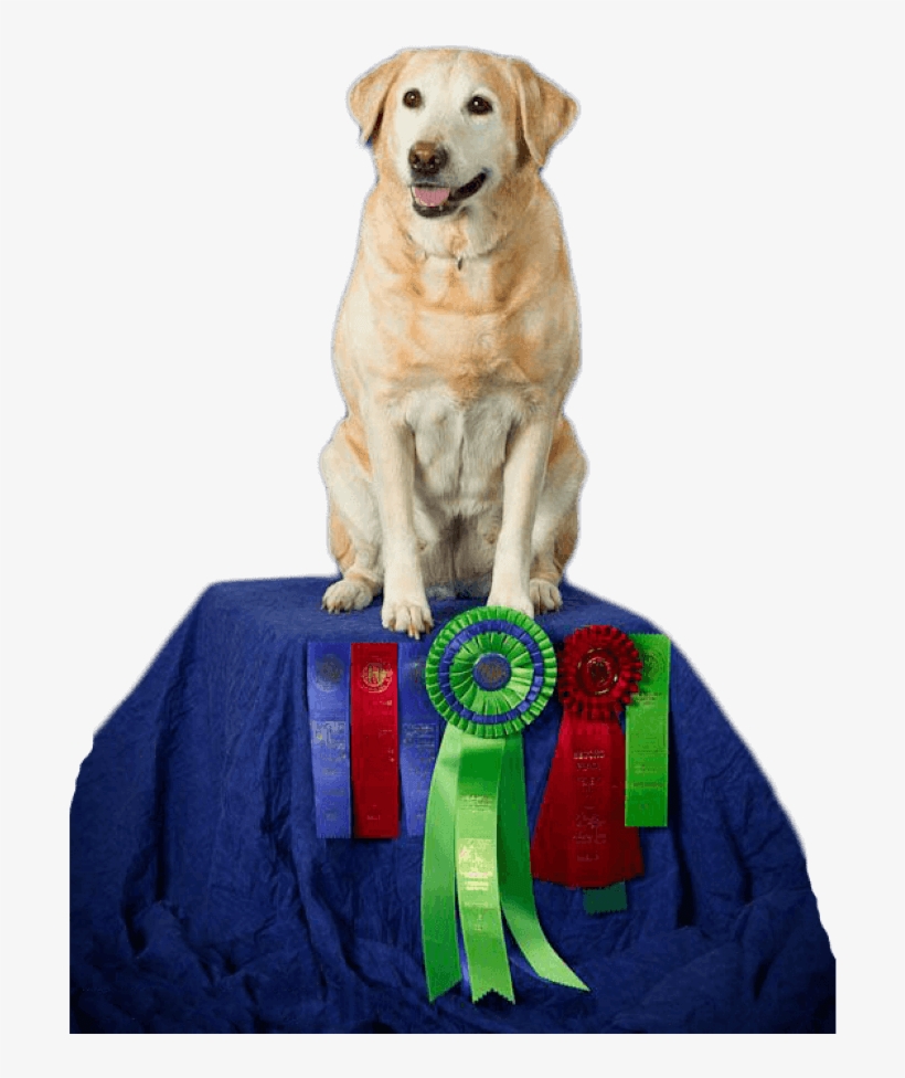 Labrador Retriever, transparent png download